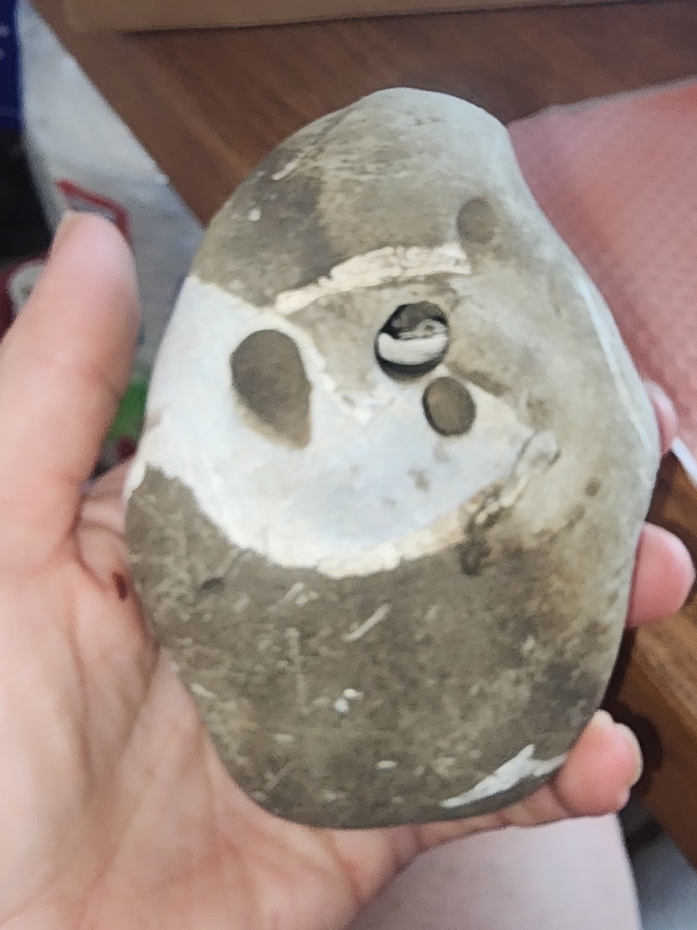 Hag Stone With Fossilized Shells In It